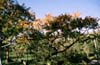 Rhus  typhina