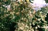da sx a dx R.'Cedric Morris' e 'Wickwar'