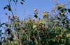 Rosa muscosa 'Jeanne de Montfort'