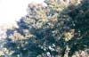 Crataegus azarolus