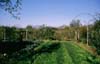 Campo di cavoli