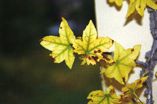 Tipica clorosi ferrica su foglia di Liquidambar