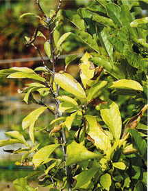 Clorosi ferrica su magnolia da fiore