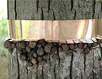 Copper on Tree Trunk