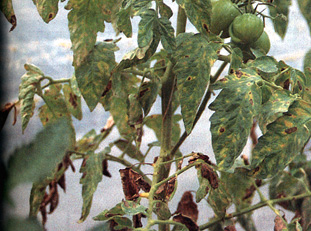 Cancro batterico del pomodoro