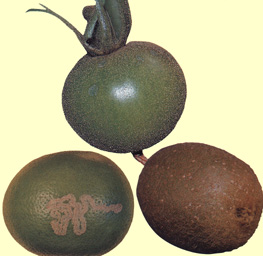 In alto un pomodoro coperto dall'acaro rugginoso. A destra un kiwi colpito da cocciniglia. A sinistra un limone attaccato dalla minatrice serpentina degli agrumi.