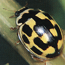 coccinella