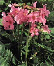 Incarvillea delavayi