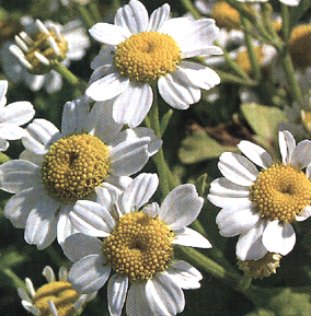 Tanacetum cinerariifolium