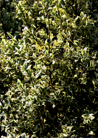 Euonymus japonicus