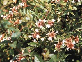 Abelia x grandiflora