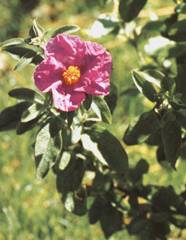 Cistus incanus