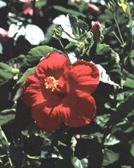 Hibiscus rosa-sinensis