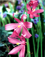 Olsynium douglasii