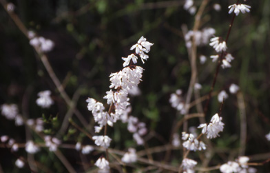 Particolare dei fiori di Abeliophyllum distichum