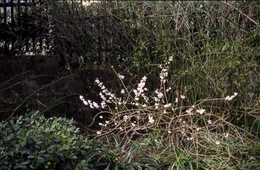 Abeliophyllum distichum in fiore