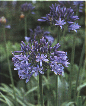 Agapanthus africanus