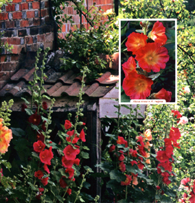 Alcea rosea x A.rugosa