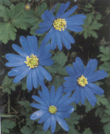 Anemone blanda 'Atrocaerulea'