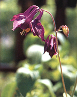 Aquilegia Alpina