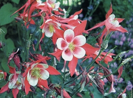 Aquilegia caerulea x 'Red Hobbit'