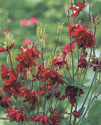 Aquilegia clematiflora