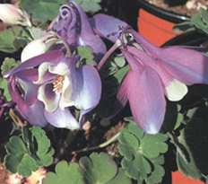 Aquilegia flabellata 'Cameo Blue-White'