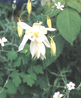 Aquilegia vulgaris 'Fabienne'