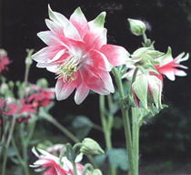 Aquilegia vulgaris var.plena'Nora Barlow'