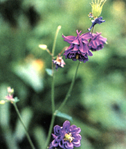 Var.Aquilegia vulgaris var. plena