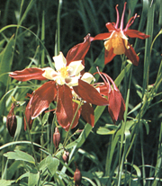 Varietà di Aquilegia caerulea