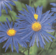 Aster frickardii 'Monch'