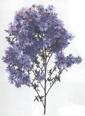 Aster