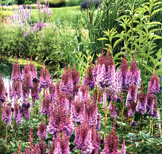 esuberante fioritura color magenta di Astilbe chinensis taquetii 'Purpurlanze',