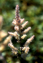 A.simplicifolia 'Bronze Elegance'