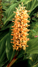 Hedychium gardnerianum