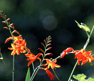 Montbretia (sin. Crocosmia)