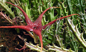 Stapelia schinzhii