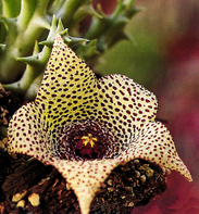 Orbea variegata