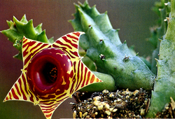 huernia zebrina subsp.magniflora