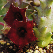 Huernia macroscarpa