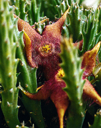 Stapelia desmetiana