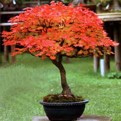 Giovane acero bonsai