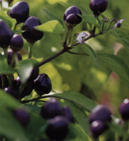 Capsicum annum Purple Delight