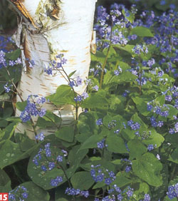 Brunnera macrophylla