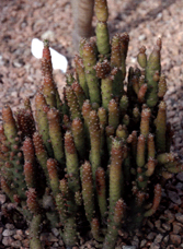 Opuntia subulata