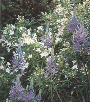 Camassia leichtlinii e Choisya 'Aztec Pearl'