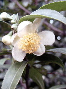 Camellia sinensis