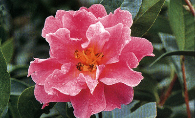 A forma di peonia la camelia dedicata a Confucio