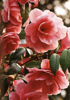 Camellia 'Donation'